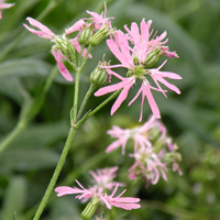 Wildflower Ragged Robin